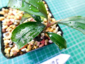 ◎1166TN175　（自家栽培）水草　ブセファランドラ　Bucephalandra sp.　 Red Blade レッドブレイド