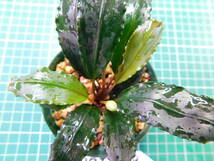 ◎1177TN139　（自家栽培）水草　ブセファランドラ　Bucephalandra sp.　 Nanga Mahap Sekadau①_画像1