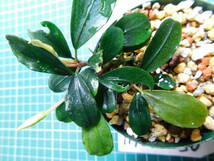 ◎1190TN50　（自家栽培）水草　ブセファランドラ　Bucephalandra sp.　KapuasHulu_画像1