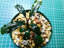 ◎1191TN133　（自家栽培）水草　ブセファランドラ　Bucephalandra sp.　Red Tropica社_画像1