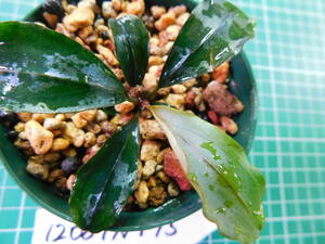 ◎1208TN175　（自家栽培）水草　ブセファランドラ　Bucephalandra sp.　Red Blade　レッドブレイド①