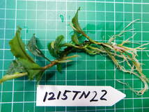 ◎1215TN22　（自家栽培）水草　ブセファランドラ　Bucephalandra sp.　Hades①　_画像2