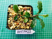 ◎1215TN22　（自家栽培）水草　ブセファランドラ　Bucephalandra sp.　Hades①　_画像3