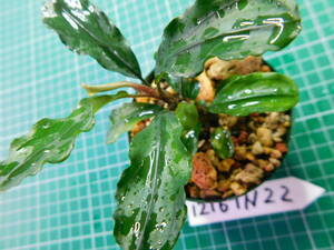 ◎1216TN22　（自家栽培）水草　ブセファランドラ　Bucephalandra sp.　Hades②　