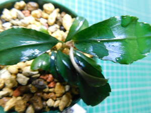 ◎1221TN22　（自家栽培）水草　　ブセファランドラ　Bucephalandra sp.　　Hades②　