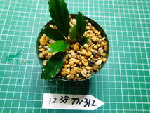 ◎1238TN312　（自家栽培）水草　　ブセファランドラ　Bucephalandra sp.　Pina②_画像2