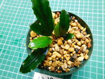 ◎1238TN312　（自家栽培）水草　　ブセファランドラ　Bucephalandra sp.　Pina②_画像3