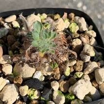 09 Pelargonium caroli-henrici ペラルゴニウム カロリヘンリキ国内実生 塊根約1cm（多肉植物 観葉植物 塊根植物 コーデックス ）_画像1