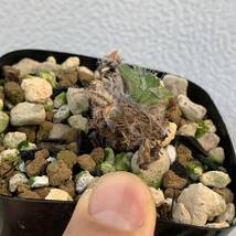 09 Pelargonium caroli-henrici ペラルゴニウム カロリヘンリキ国内実生 塊根約1cm（多肉植物 観葉植物 塊根植物 コーデックス ）_画像7
