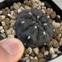 Gymnocalycium berchtii VS 161 実生 ギムノカリキウム ベルクティ（多肉植物 観葉植物 コピアポア ）_画像8