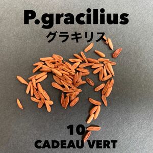 パキポディウム グラキリス 象牙宮 種子10粒 塊根植物　コーデックス　ビザールプランツ