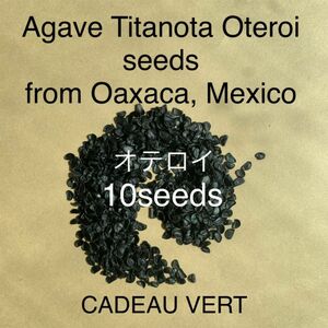 アガベ オテロイFO-076 厳龍種子10粒　メキシコオアハカ産　