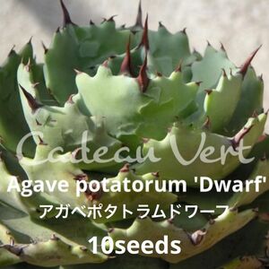 Potatorum 'Dwarf'☆アガベ ポタトラム ドワーフ種子10粒