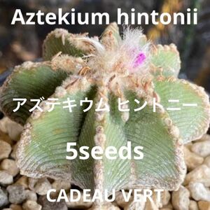 アズテキウム ヒントニー☆Aztekium hintonii種子5粒