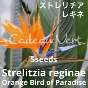 ★極楽鳥花★Strelitzia reginae☆ストレリチアレギネ種子5粒