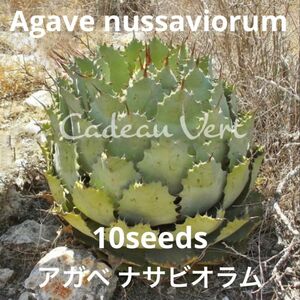 魅惑の激レア★Agave nussaviorum☆アガベ ナサビオラム種子10粒