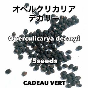 Operculicarya★ オペルクリカリア デカリー 種子5粒　