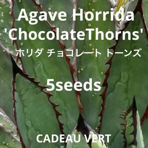 HorridaChocolateThornsホリダチョコレートトーンズ種子5粒