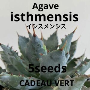 Agave isthmensis★アガベ イシスメンシス種子5粒★希少　高人気