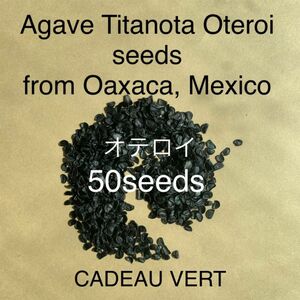 アガベ オテロイFO-076 厳龍種子50粒　メキシコオアハカ産　