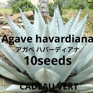 Agave havardiana★アガベハバールディアナ種子10粒