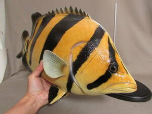●ハンドメイド　４８ｃｍダトニオ　魚模型　置き物　オブジェ　熱帯魚　フィギュア　レプリカ　fish craft REAL