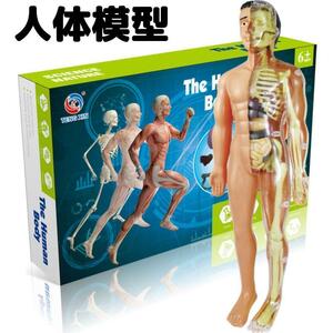  human body model intellectual training toy puzzle toy STEAM education Christmas present winter day off .. construction elementary school student free research junior high school student science human body. mystery 