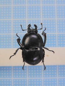 * south Africa production hyu- ton Mali rattling stag beetle 22mm