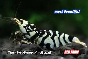 【RED FARM】 ★Tiger bee shrimp / 太極（black）★ high-grade ★ 