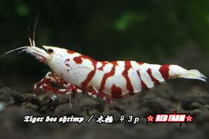 【RED FARM】 特選 ★ Tiger bee shrimp / 太極 (red)♀ 3p ★ （抱卵個体含）★