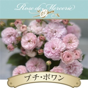 送料無料　プチ ポワン　新苗4号鉢予約　　鉢植え バラ 薔薇 河本バラ園 ローズ ドゥ メルスリー