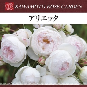 送料無料　アリエッタ　新苗4号鉢予約　　鉢植え バラ 薔薇 河本バラ園 ローズ