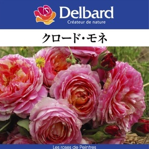 送料無料　クロード モネ　新苗4号鉢予約　　鉢植え バラ 薔薇 デルバール フレンチローズ