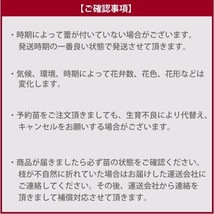 送料無料　ローズ アントワネット　新苗4号鉢予約　　鉢植え バラ 薔薇 デルバール フレンチローズ_画像4