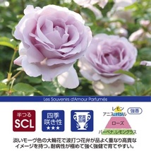 送料無料　ローズシナクティフ　新苗4号鉢予約　　鉢植え バラ 薔薇 デルバール フレンチローズ_画像2