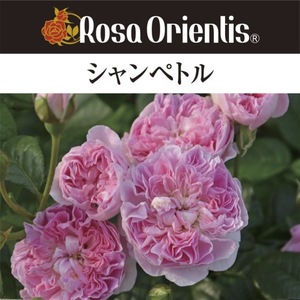 送料無料　シャンペトル　新苗4号鉢予約　　鉢植え バラ 薔薇 ロサ オリエンティス