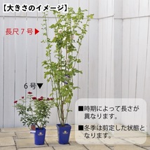 送料無料　ナエマ長尺7号 冬大苗　　鉢植え バラ 薔薇 デルバール 大苗 フレンチローズ 7号鉢 7寸_画像3