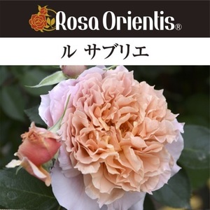 送料無料　ル サブリエ　新苗4号鉢予約　　鉢植え バラ 薔薇 ロサ オリエンティス