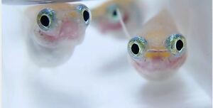 【桜虹めだか】出目目前・透明鱗(ポニョ)の稚魚10匹(補償3匹含む)約1cm(完全無選別)紅ほっぺ ヘッドライト系統☆種親めだかの館様血統