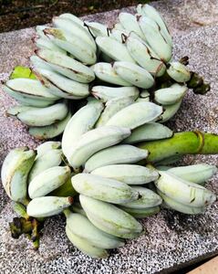 入手困難です！！農薬不使用！沖縄産アップルバナナ小さなかわいいバナナ！コンパクトにぎっしり！！