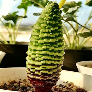 E10 多肉植物 塊根植物つくし玉 ブルビネ ブルインシー 極上株