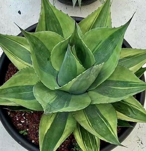 T57 貴重な希少種 agave ovatifolia killer watermelon 株を厳選 Sクラスは希少株 極上子株