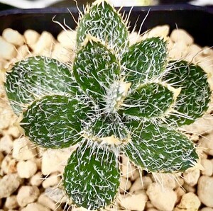 T8 貴重植物 ゲチリス セト一サ 正規版金剛辺 Gethyllis setosa 3株同梱