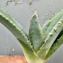 L24 厳選 アガベ チタノタ 帝君 agave emperor 極上強棘 狂刺 背棘 優良血統極上子株 メリクロン株 激レア高級品種10株 （組織培養株 ）_画像7