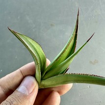 T25 貴重な希少種 agave ovatifolia killer watermelon 株を厳選 Sクラスは希少株 極上子株_画像4