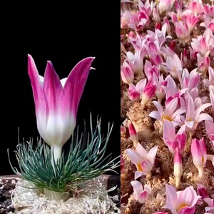 L16 貴重植物 現地株 ゲチリス　グランディフローラ Gethyllis grandiflora ゲチリス界のヘルメス 特選大株