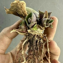 L50 多肉植物:アガベ マルモラ-タ パピリオ プラタノイデス 極上子株 8頭_画像6