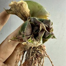 L50 多肉植物:アガベ マルモラ-タ パピリオ プラタノイデス 極上子株 8頭_画像7