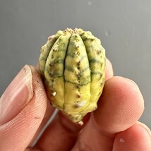 E8 ヨーロッパ入力 ユーフォルビア オベサブロウ Euphorbia obesa錦 鮮明極上錦 極上斑入り 多肉植物 厳選極上美株 超希少株 6株同梱_画像6