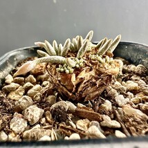 E11 Avonia quinaria 赤花アルストニー アボニア クイナリア サボテン 国内実生 親株級開花株 多肉植物 塊根 冬型コーデックス 塊茎 _画像4